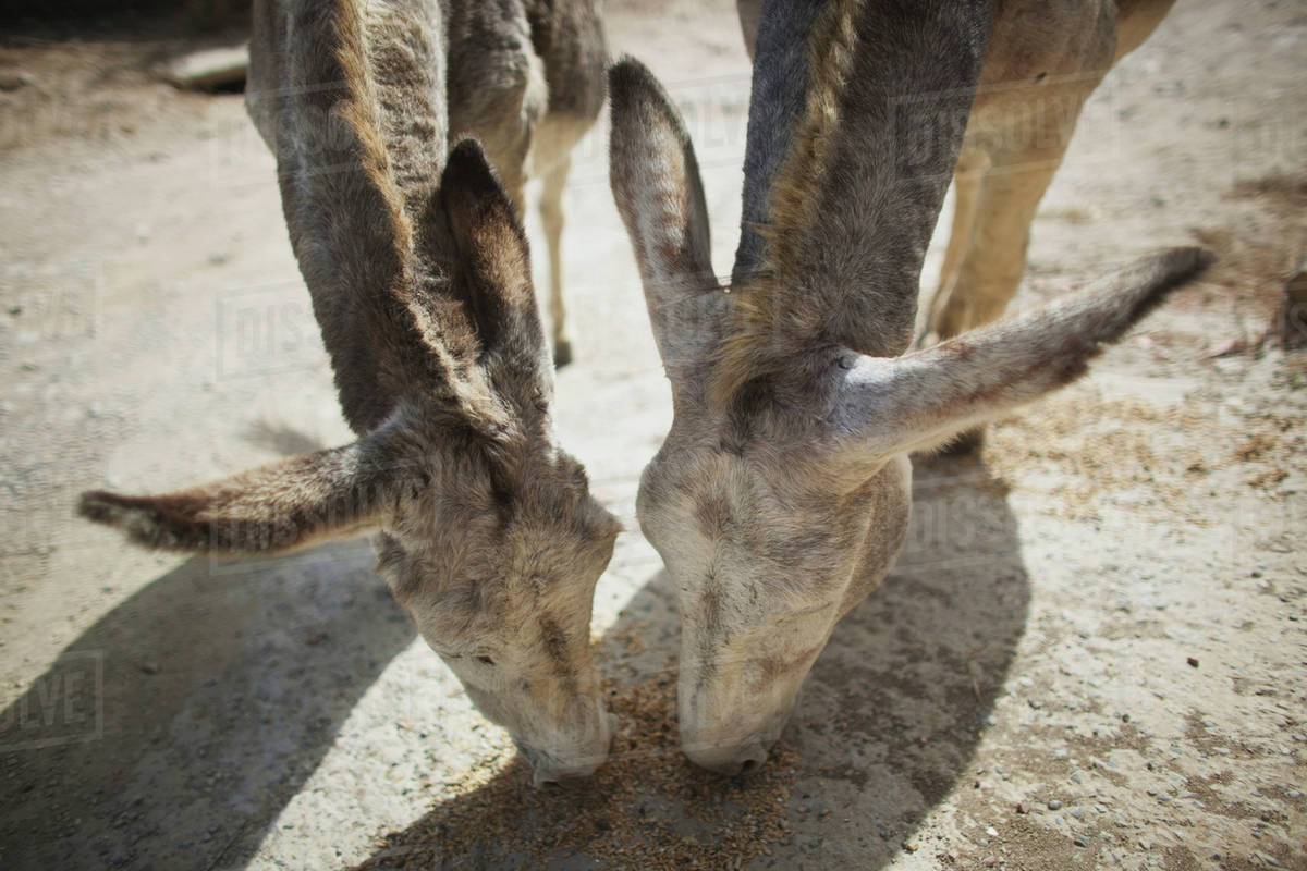 Donkeys Eating Grain; Tarifa, Cadiz, Andalusia, Spain Stock Photo Dissolve