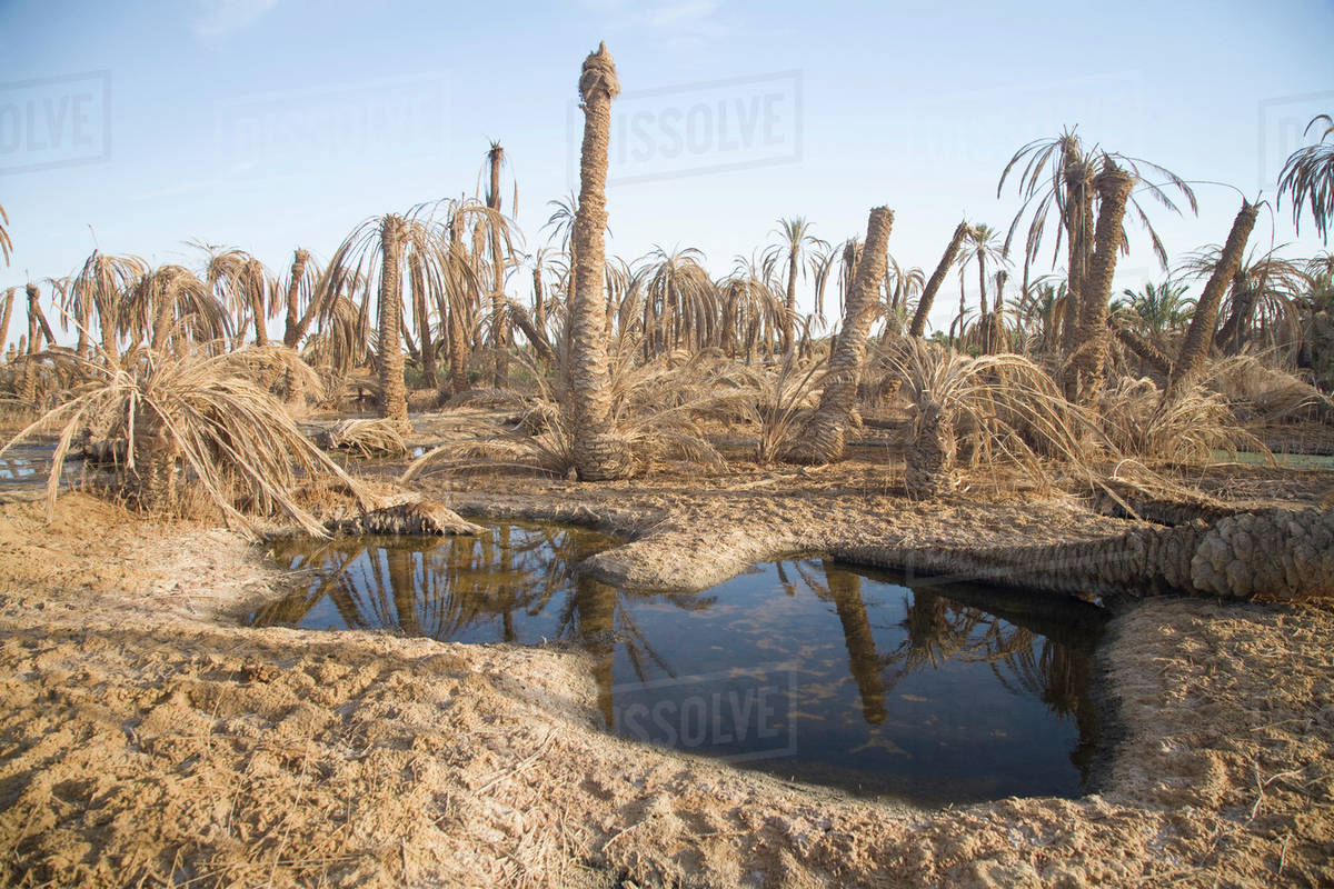 Dried Up Palm Trees And Salt Water On The Outskirts Of Siwa At The Siwa