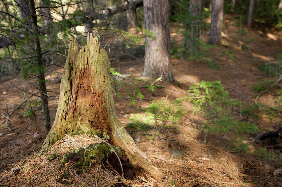 the forest wiki stump the forest wiki stump