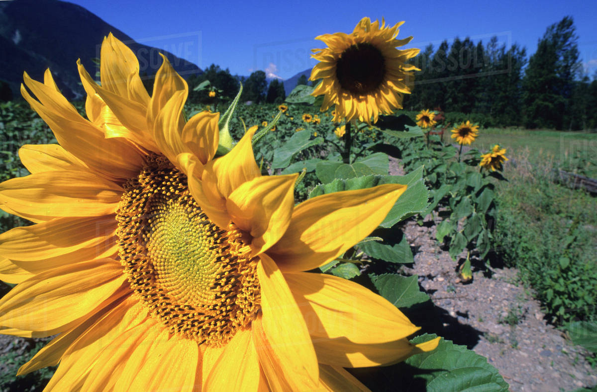 Sunflower Blooms In Field, Pemberton, Bc Stock Photo Dissolve