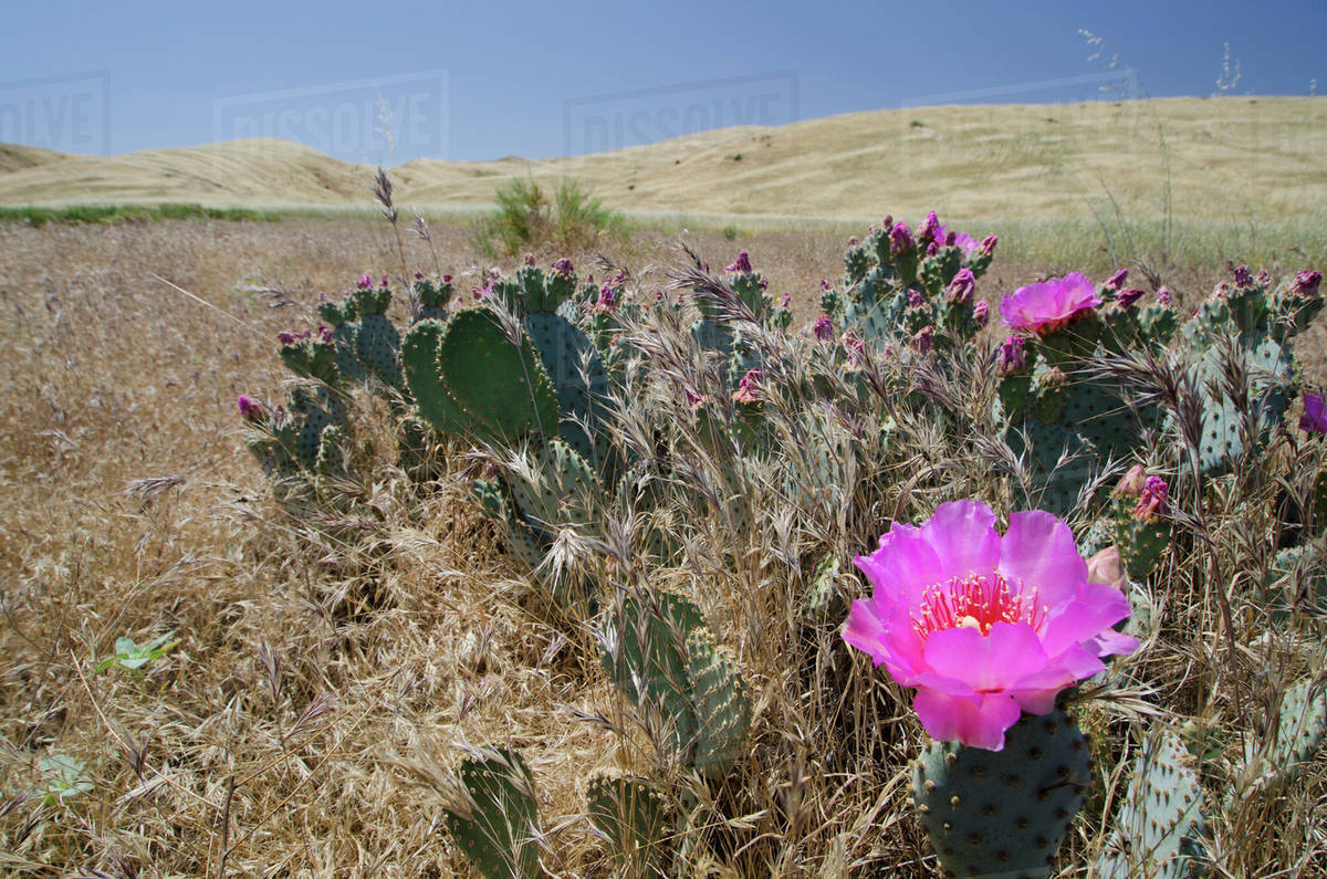 A Blooming Endangered Bakersfield Cactus; Arvin, California, United States of America Stock