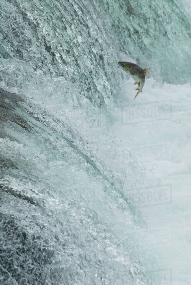 Sockeye salmon attempting to jump the falls at brooks camp in katmai