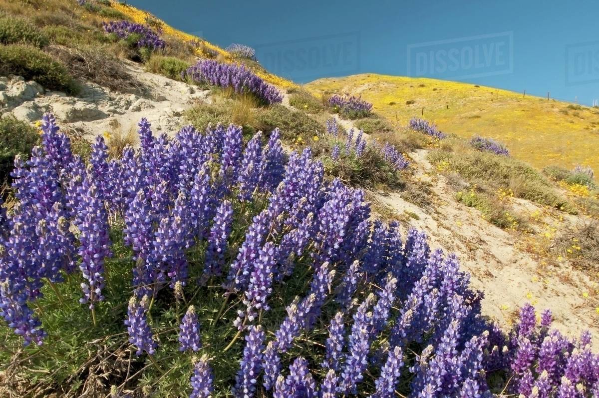 Spring Wildflowers Bloom In The Gorman Hills; California, United States Of America Stock Photo