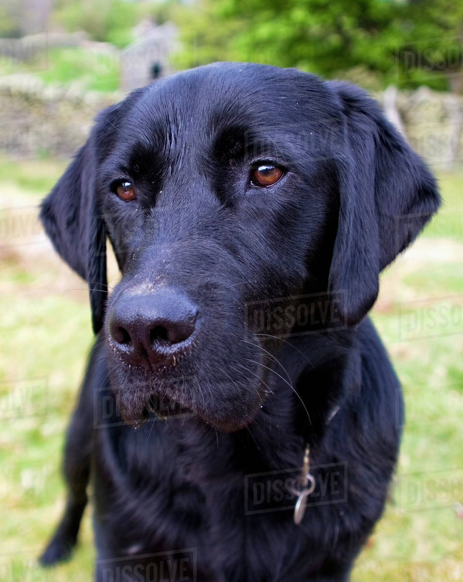 Black Labrador; Lake District, Cumbria, England Stock Photo Dissolve