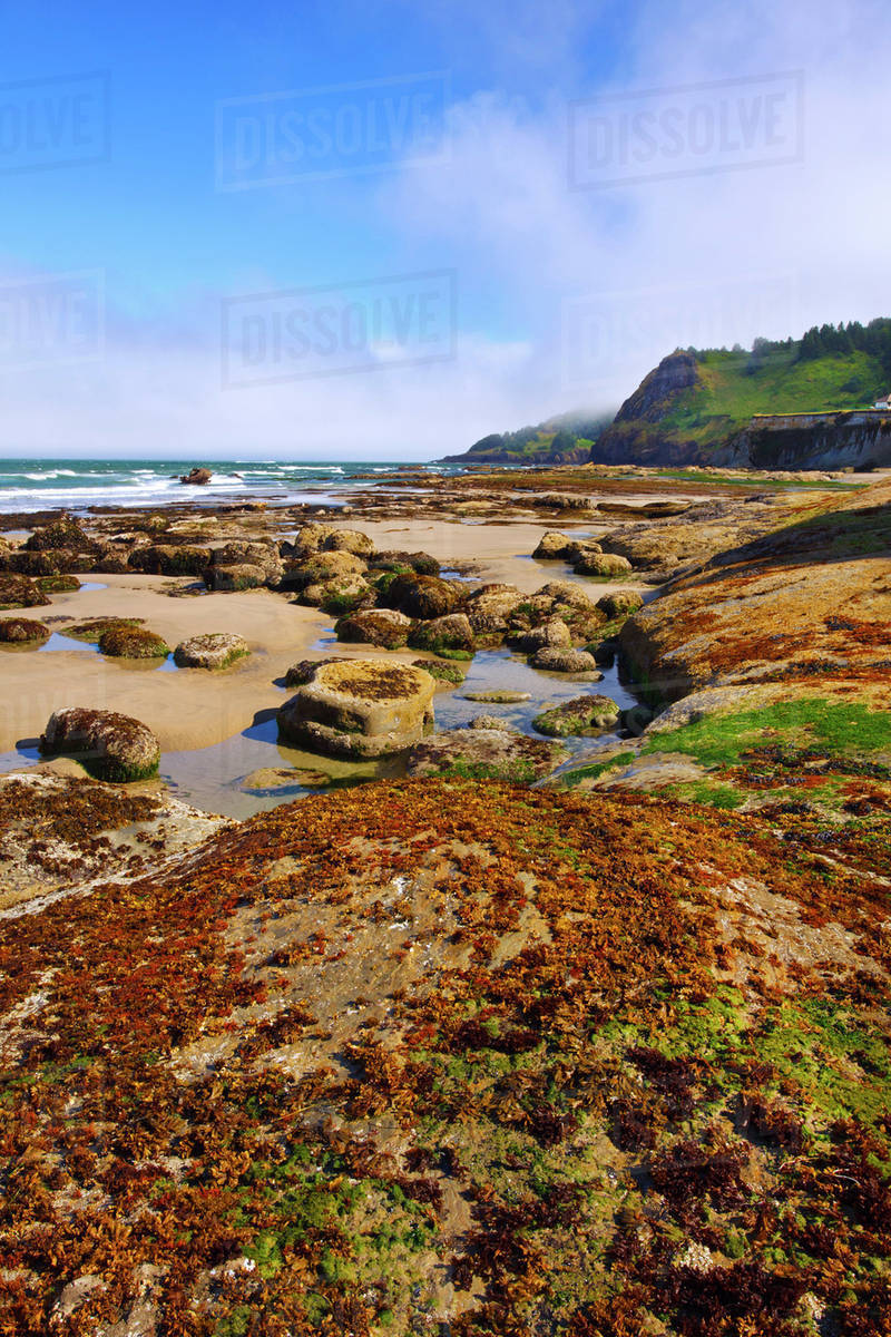 Low Tide And Rock Formations At Otter Beach Oregon United Low Tide And Rock Formations At Otter Beach Oregon United States Of America