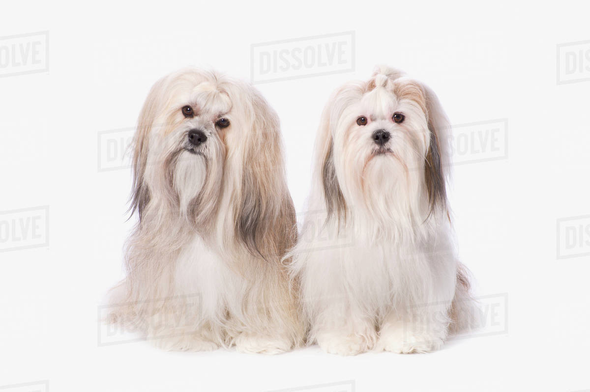 Two White Lhasa Apso Puppies; St. Albert, Alberta, Canada Stock Photo