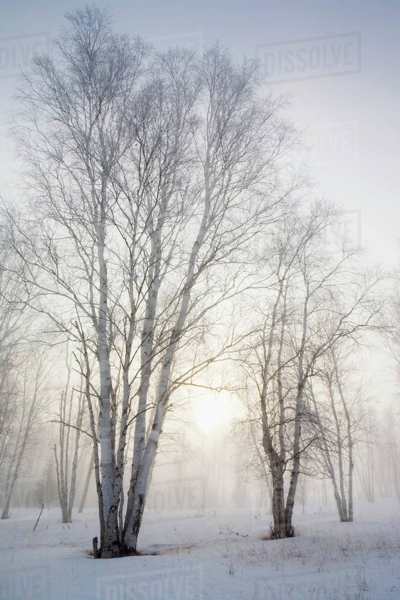 Ontario, Canada; Birch Trees In The Fog In Winter Stock Photo Dissolve