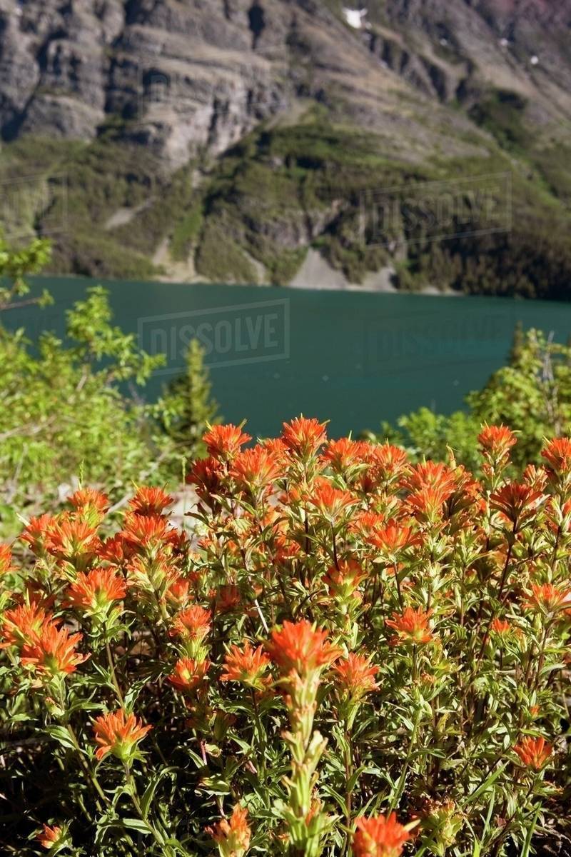 Indian Paintbrush Flowers With A Mountain Lake In The Background