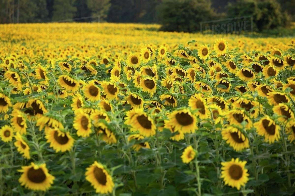 Sunflower Field; Ontario, Canada Stock Photo Dissolve