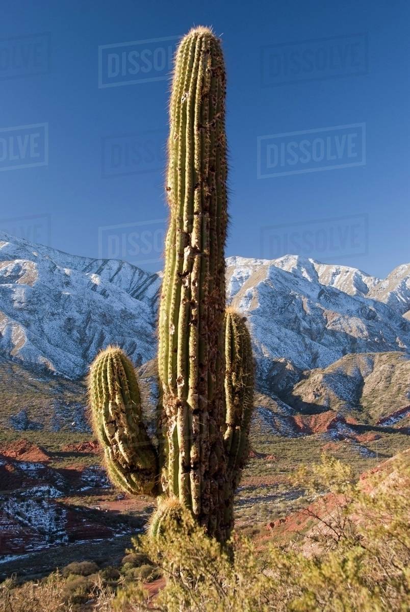 Cactus In The Andes; Salta, Argentina Stock Photo Dissolve
