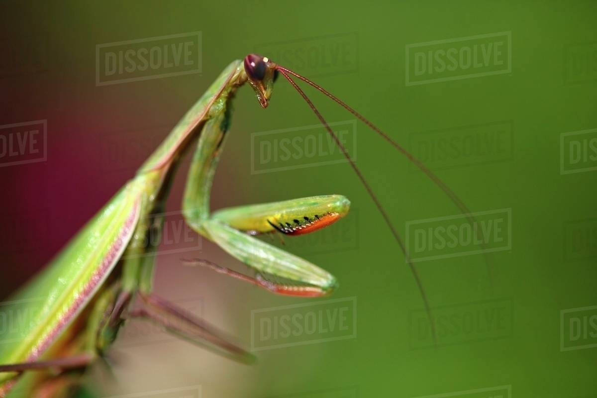 Praying Mantis; Oregon, United States Of America Stock Photo Dissolve