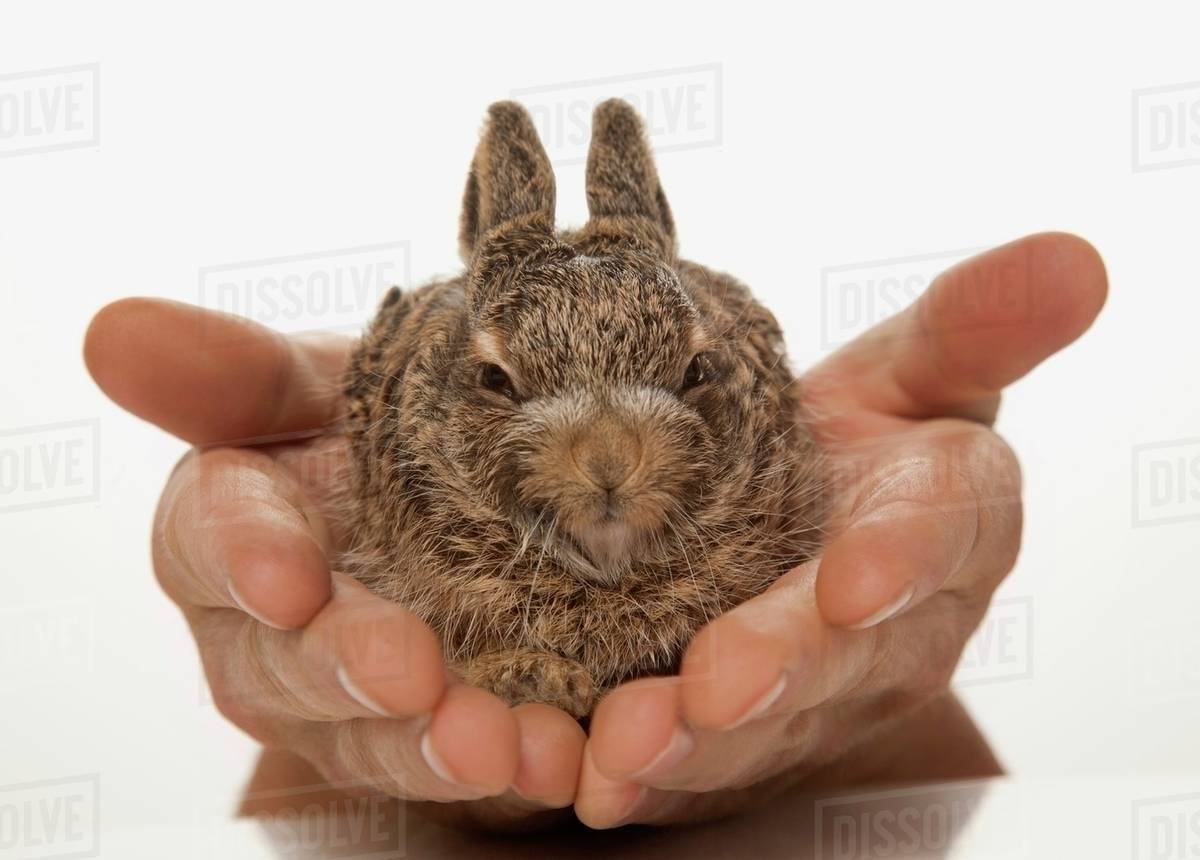 Portrait Of A Rabbit - Royalty-free Stock Photo | Dissolve
