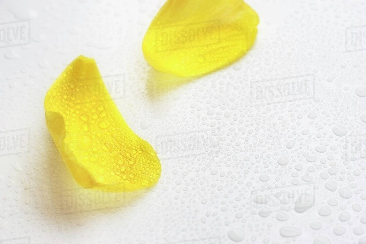 Yellow Flower Petals Stock Photo Dissolve