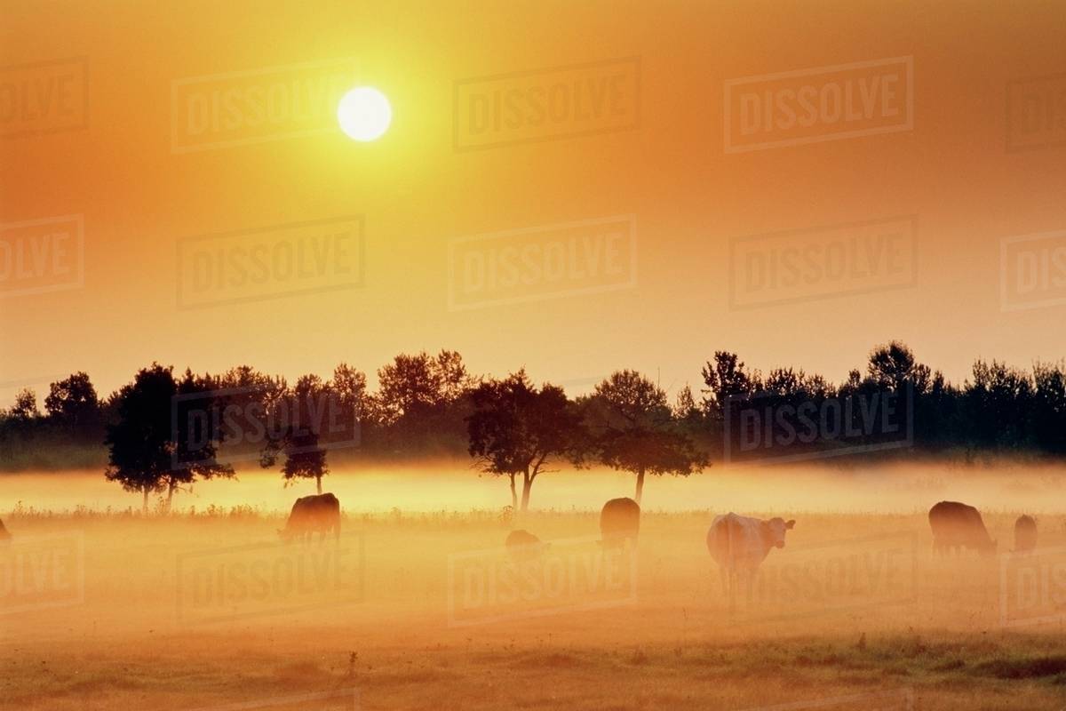 Cattle In Fog, Millet, Alberta, Canada Stock Photo Dissolve
