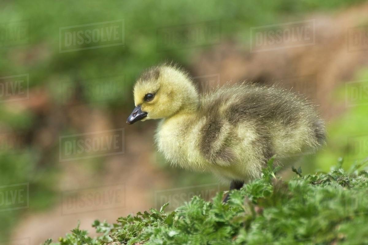 Duckling Stock Photo Dissolve