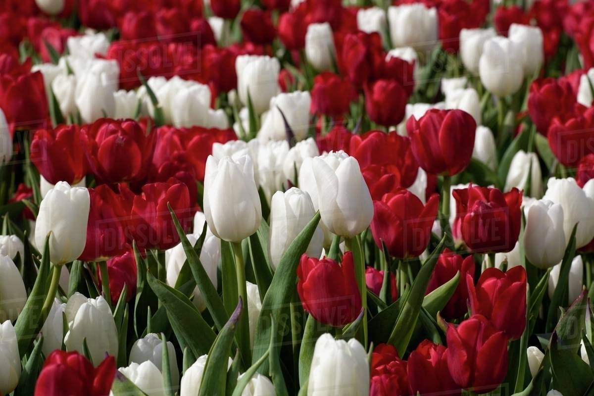 Red And White Tulips Stock Photo Dissolve