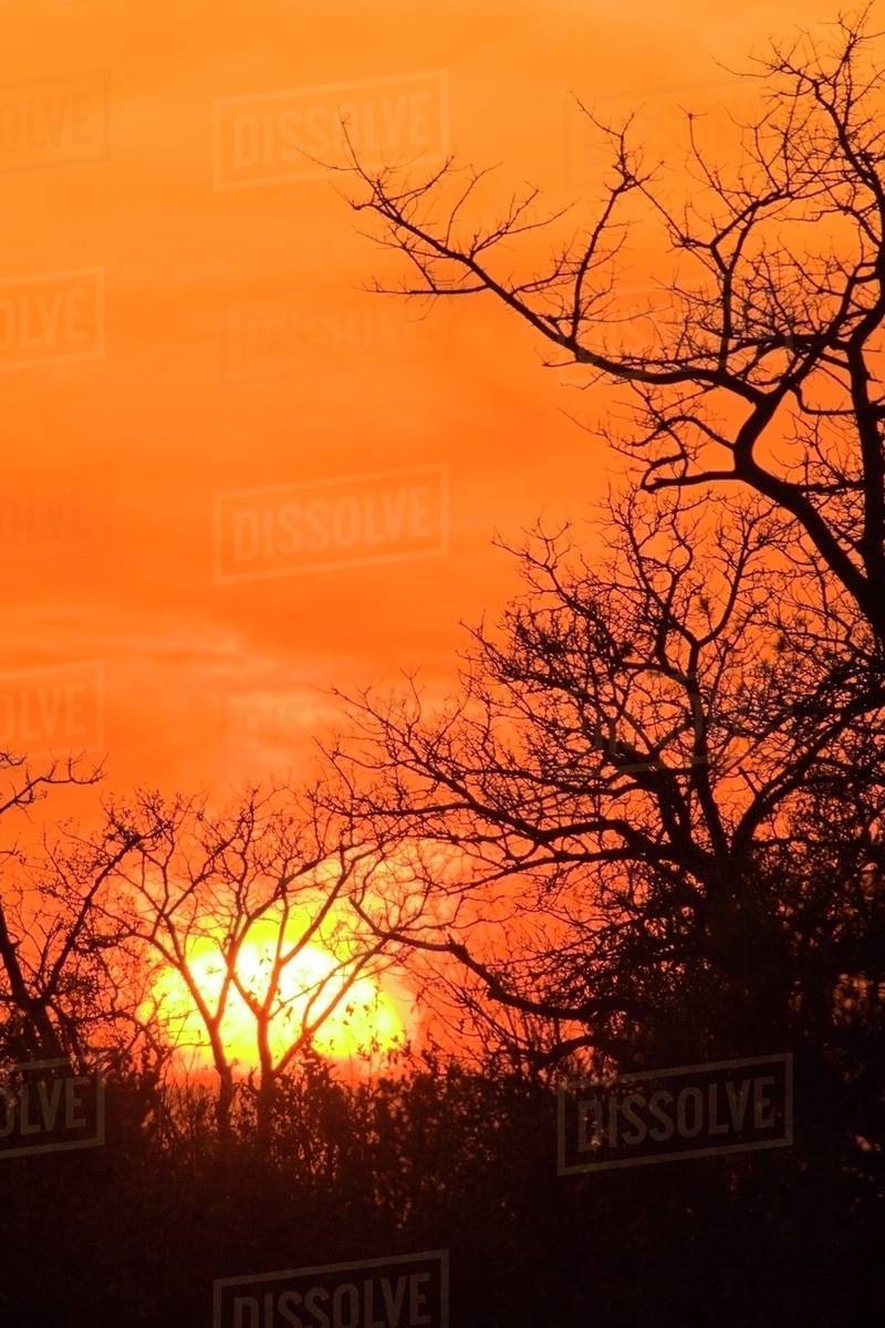 Sunrise, Sabi Sand Reserve, Mpumalanga, South Africa, Africa Stock