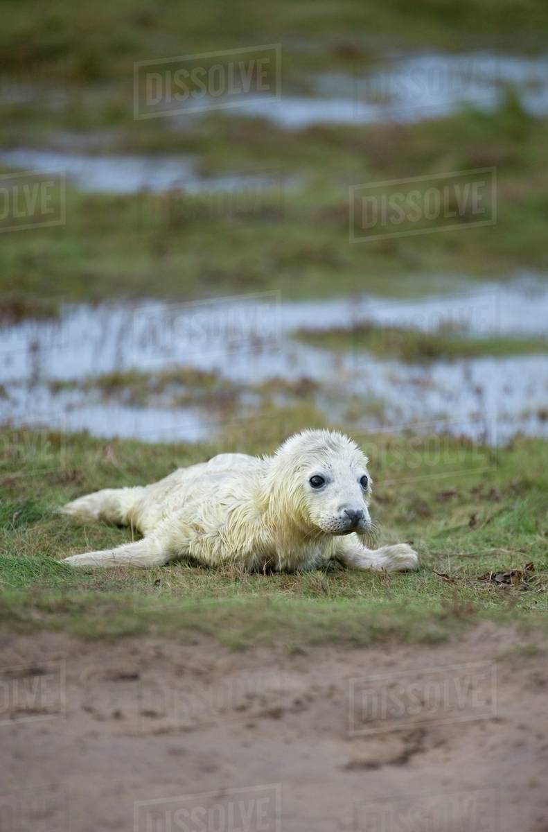 Gray Seal (Halichoerus Grypus), Donna Nook, Lincolnshire, England; Baby