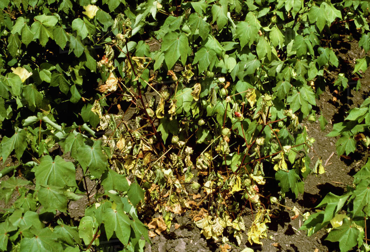 Agriculture Crop disease, Cotton Root Rot fungus (Phymatotrichum