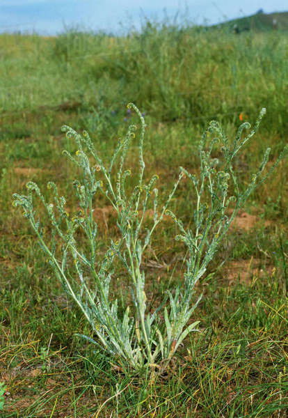 Agriculture - Weeds, Menzies Fiddleneck (Amsinckia menziesii, var ...