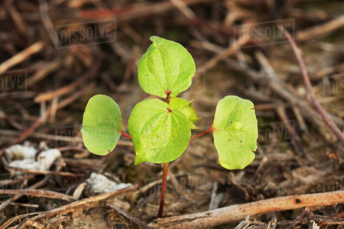 Cotton seedling, two true leaf stage, no till culture; England