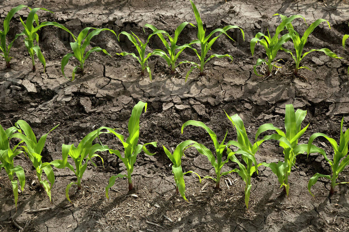 Oblique rows of young corn plants as seen in late spring on a family