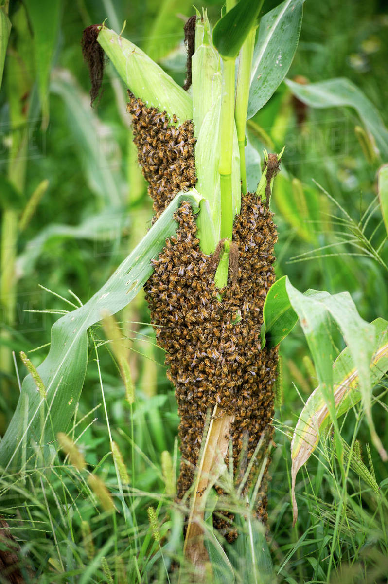 Swarm of honey bees (Apis Mellifera) on stalk of corn; Knoxville, Pennsylvania, United States of