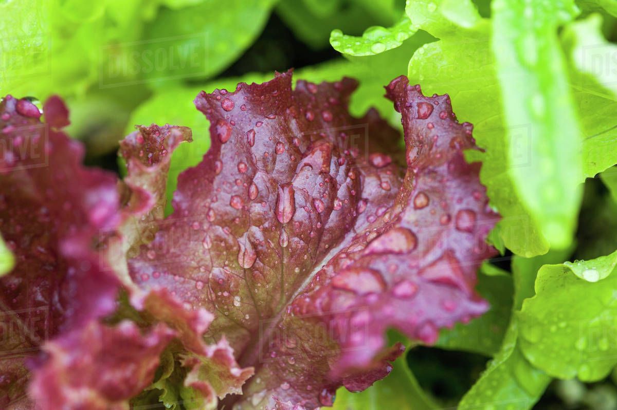Lettuce in a botanical garden; Fairbanks, Alaska, United States of