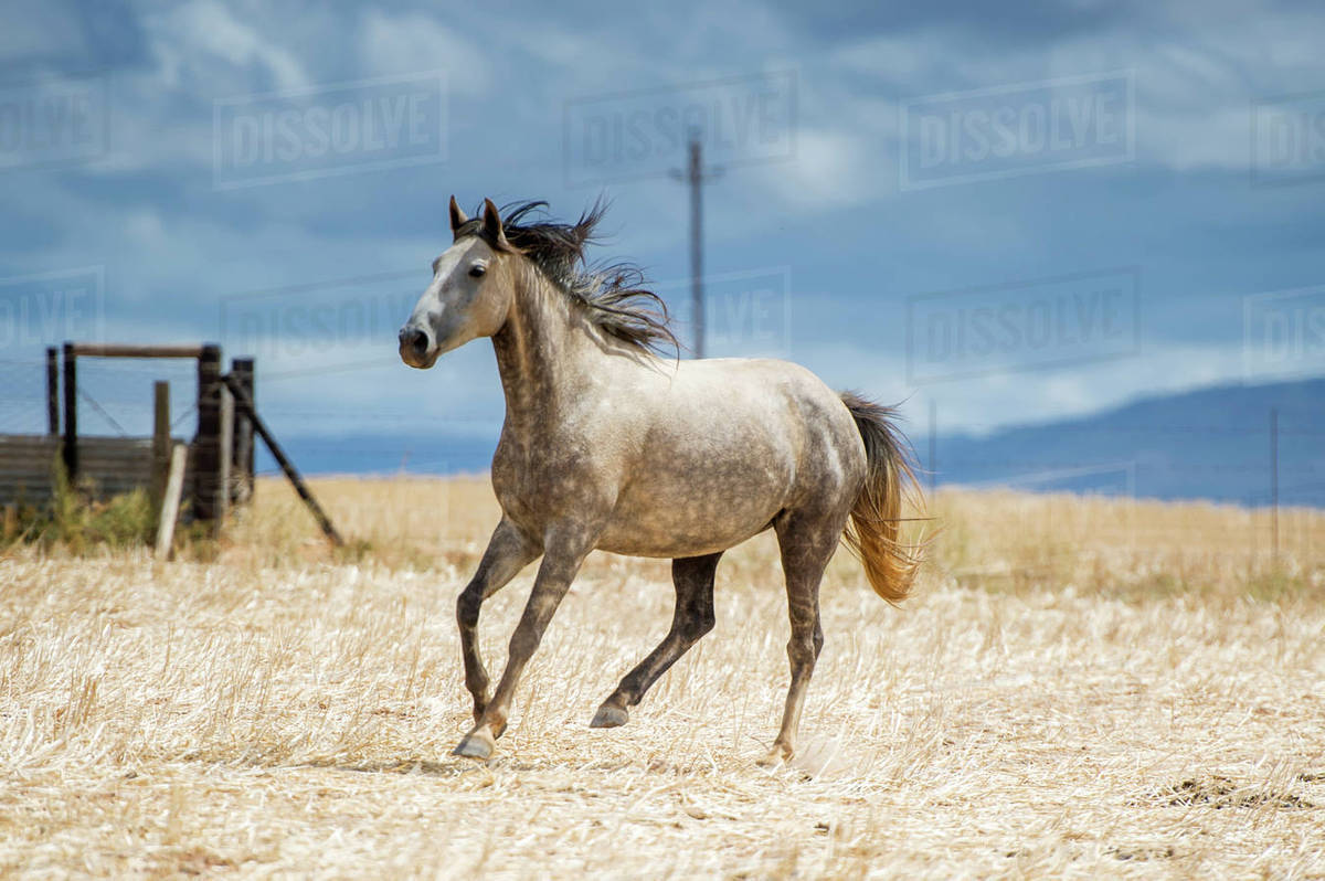 Horse running in a field; Cape Town, Western Cape, South Africa Stock Photo Dissolve