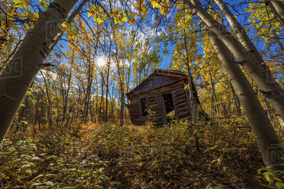 An Old Cabin In The Aspen Trees During Autumn Along The Shores Of