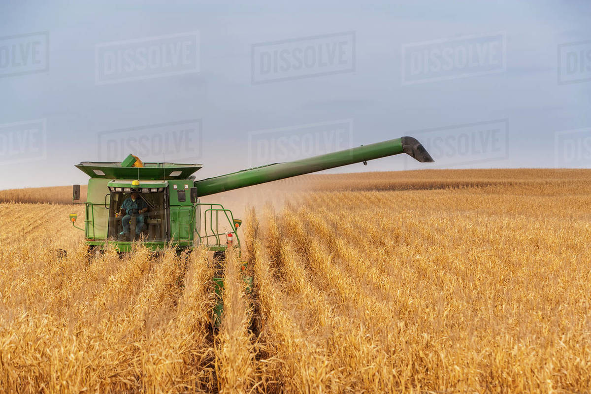 Combine picking corn during corn harvest, near Nerstrand; Minnesota