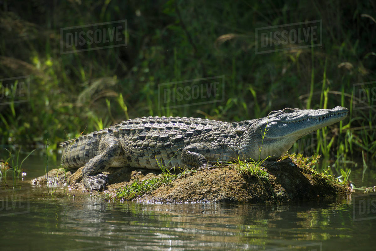 Crocodile sunning itself on mud bank in the Shire River, Liwonde National Park; Malawi Royalty-free stock photo