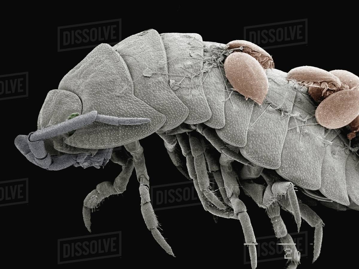 Pill Bug Anatomy