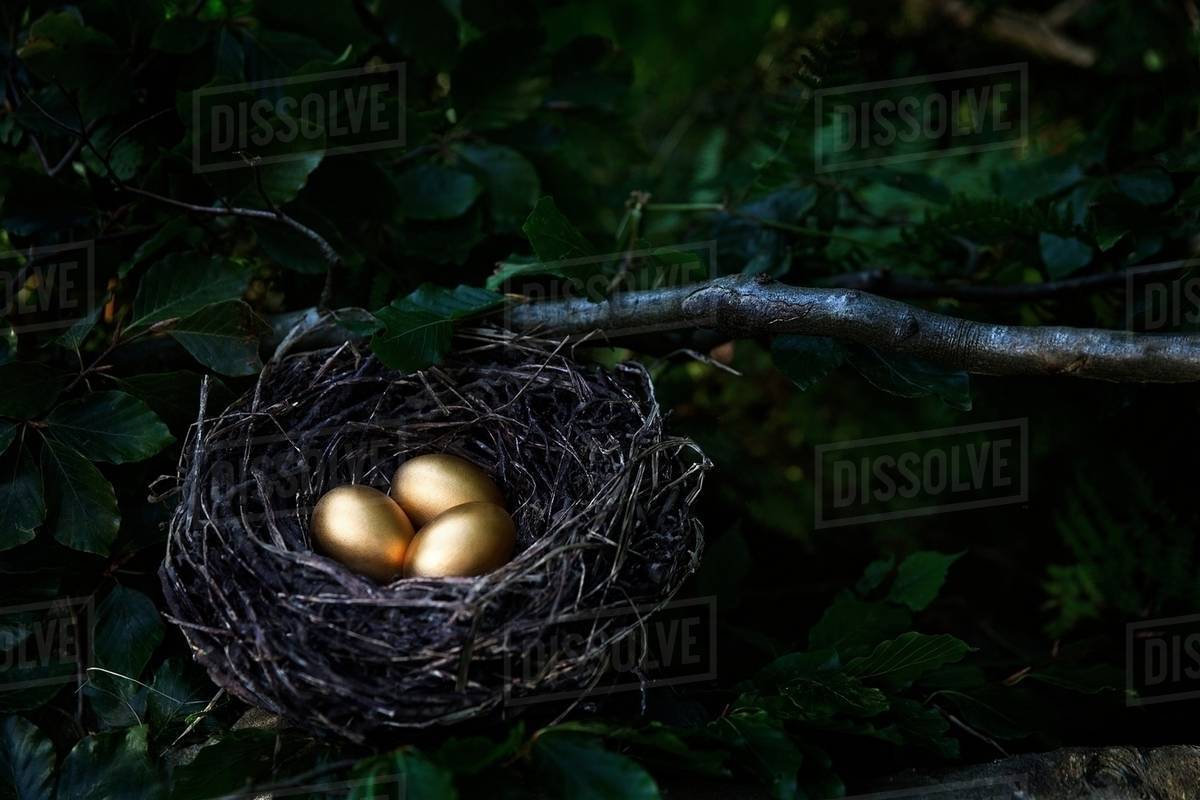 Tree with three golden eggs in birds nest at night Stock Photo Dissolve