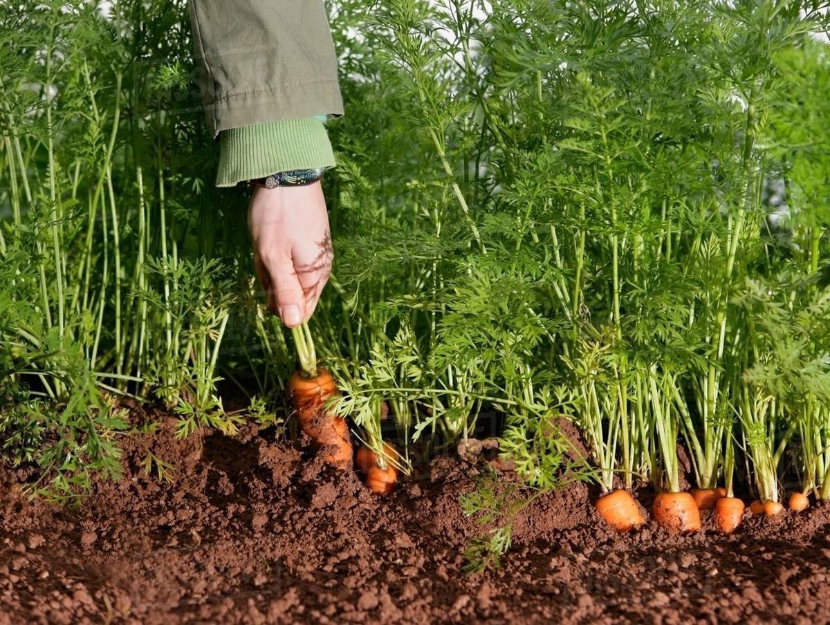 Farm worker picking carrot Stock Photo Dissolve