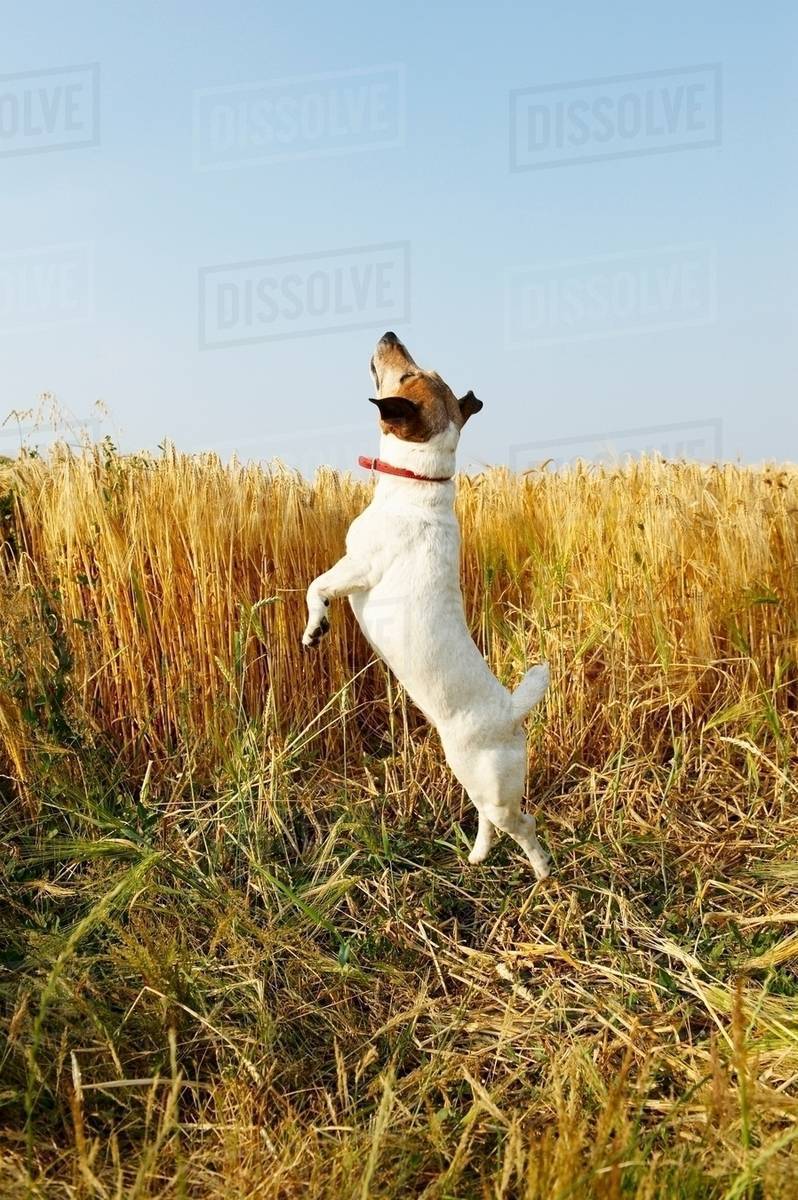 Dog jumping in a wheat field Stock Photo Dissolve