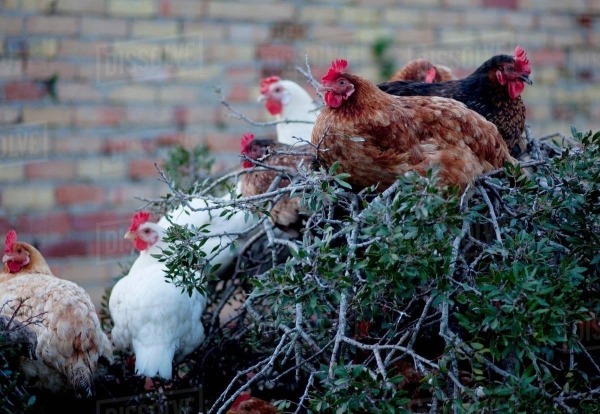 Chickens roosting on tree Stock Photo Dissolve