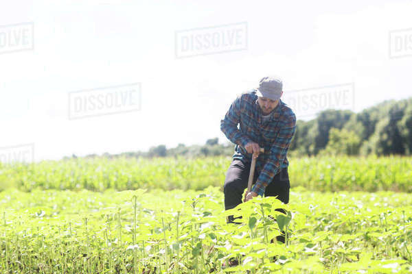 Farmer digging plant crops - Royalty-free Stock Photo | Dissolve