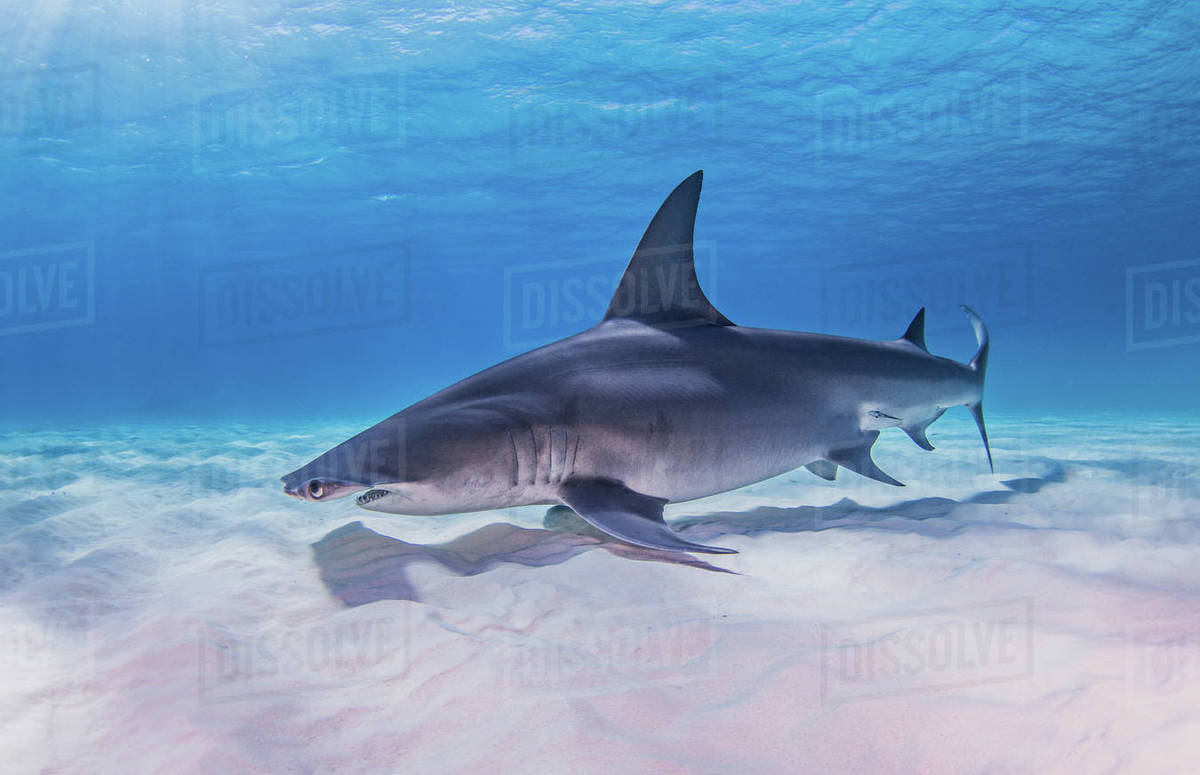 Great Hammerhead shark, underwater view Stock Photo Dissolve