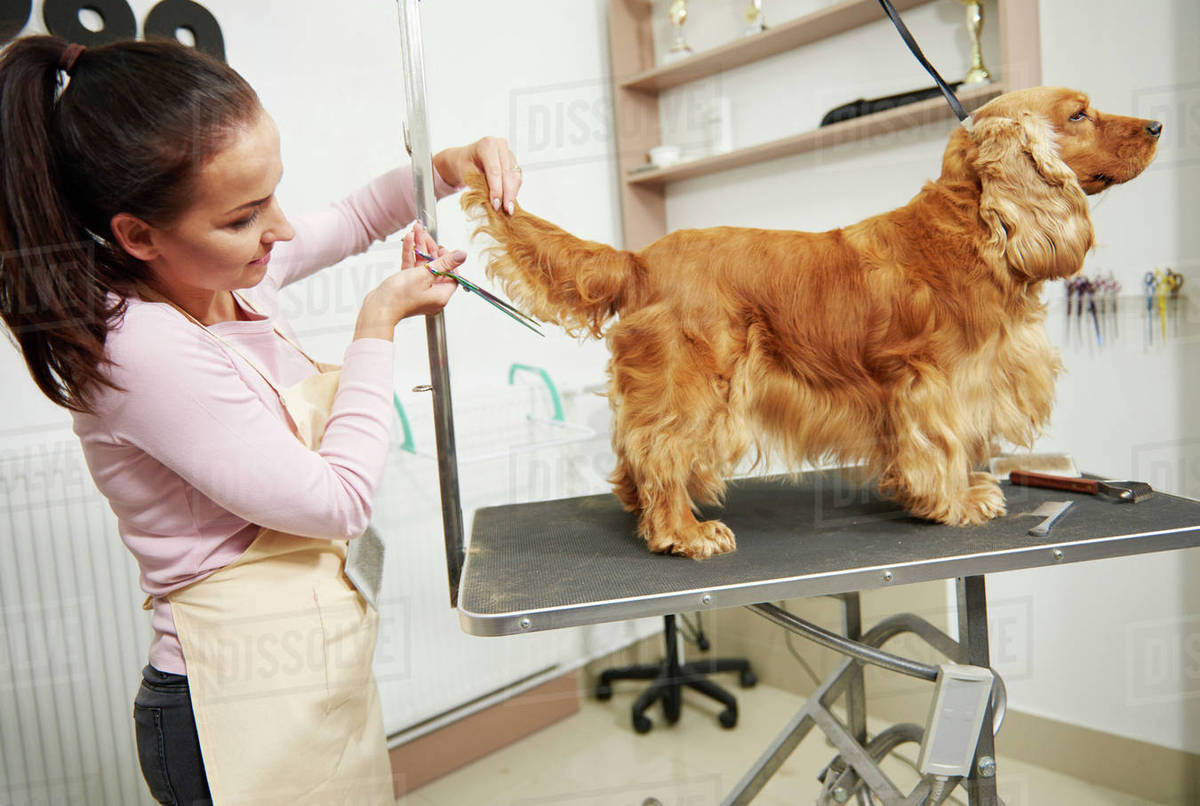 Female groomer trimming cocker spaniel's tail at dog grooming
