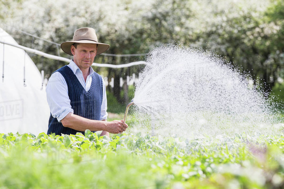 Farmer watering plants with hosepipe Stock Photo Dissolve