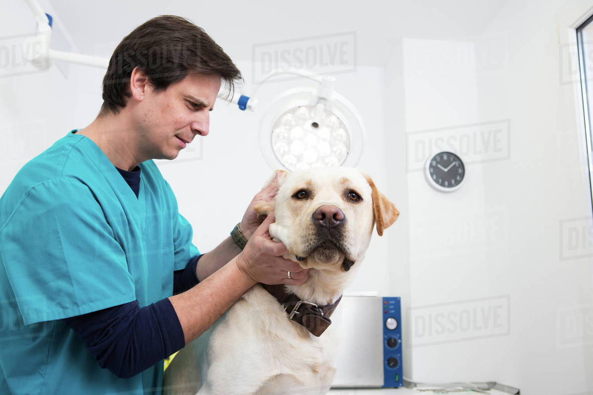 Vet giving labrador retriever ear checkup Stock Photo Dissolve