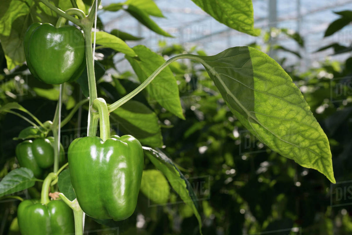 Close up of pepper growing on plant, Zevenbergen, North