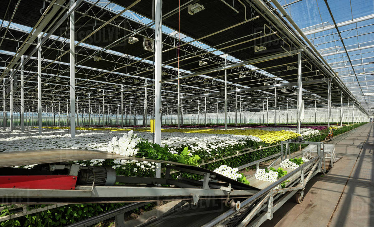 Conveyor belt for fresh cut chrysanthemums in modern Dutch greenhouse