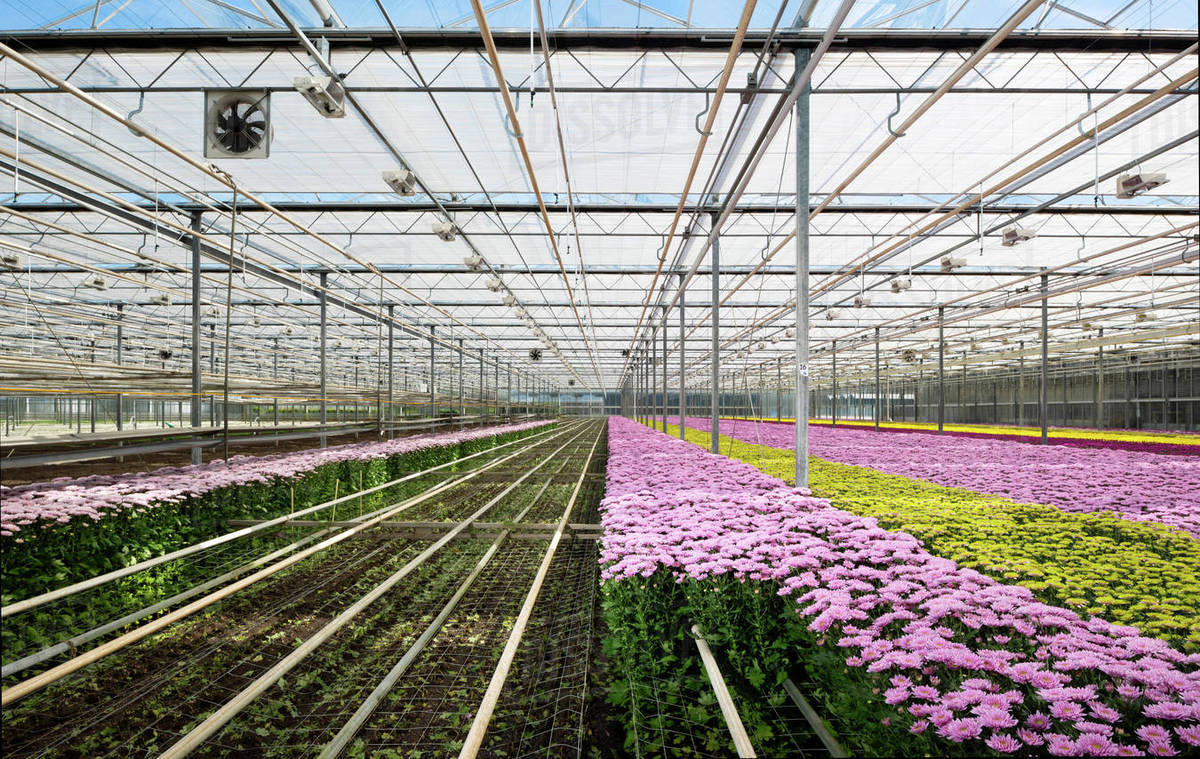 Growing variety of chrysanthemums in modern Dutch greenhouse, Maasdijk