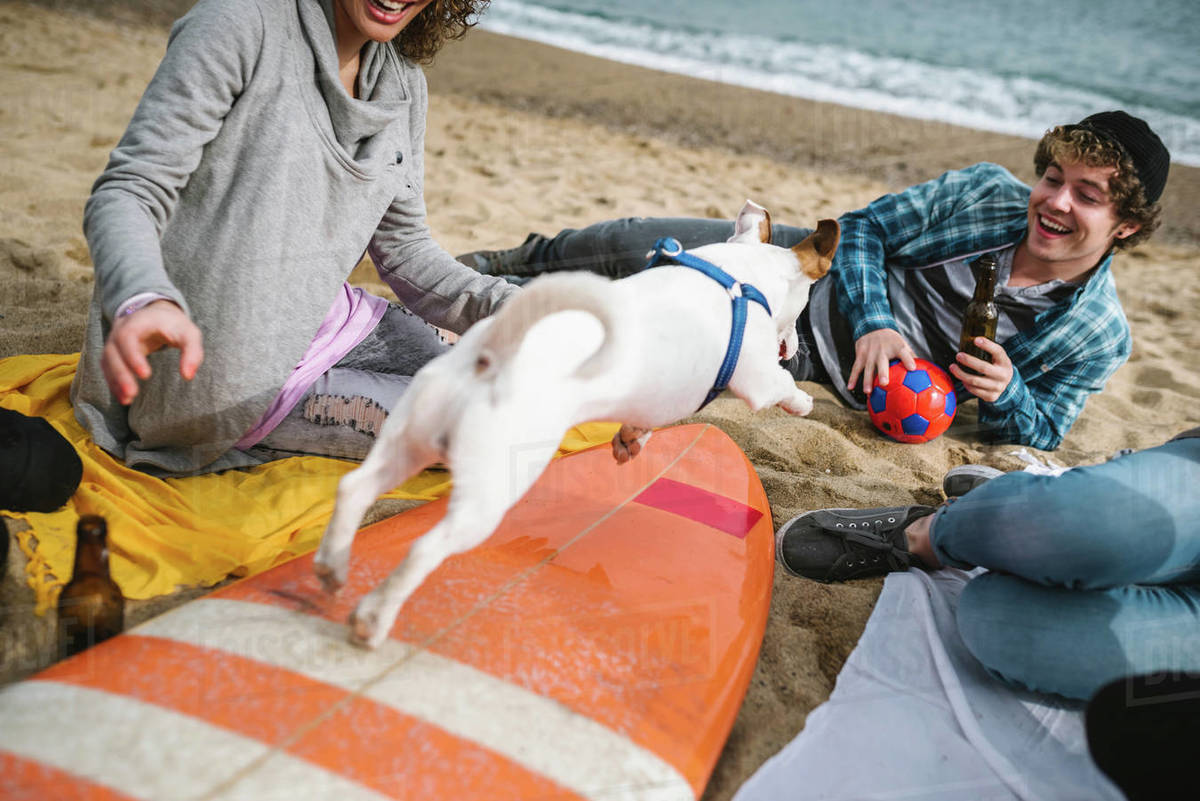 Dog jumping over surfboard at beach party, Barcelona, Spain Royalty-free stock photo