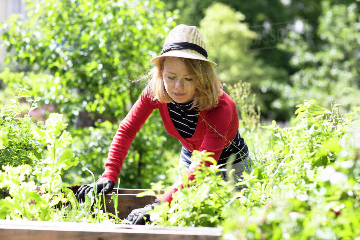 Mid adult woman checking plants in raised beds in her garden Royalty-free stock photo