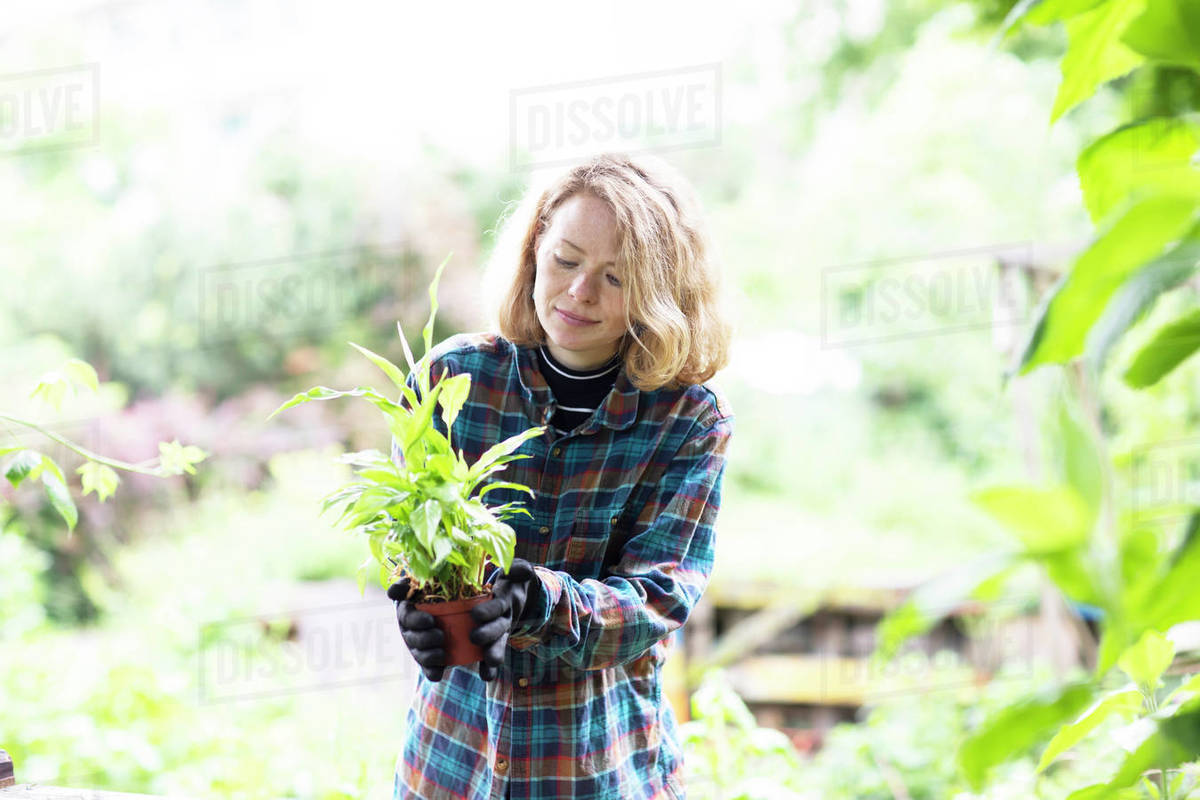 Mid adult woman preparing potted plant for her garden, brightly lit Royalty-free stock photo