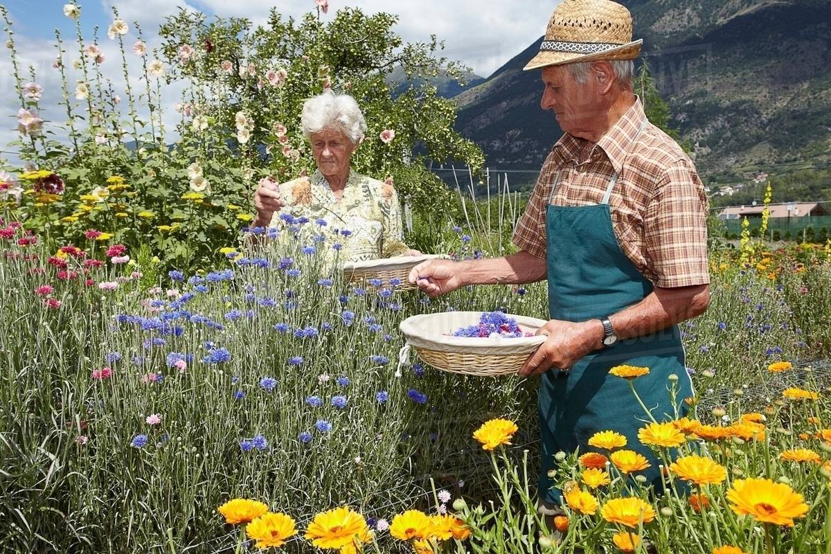 Older people picking flowers in field Stock Photo Dissolve