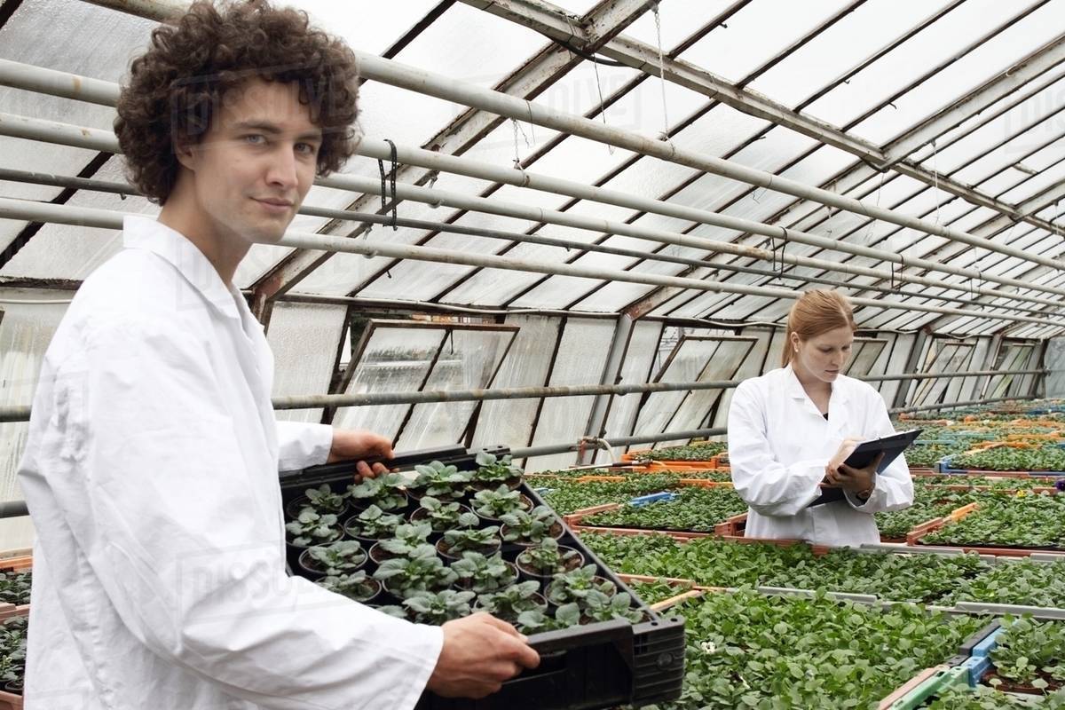 Horticulturists working in greenhouse Stock Photo Dissolve